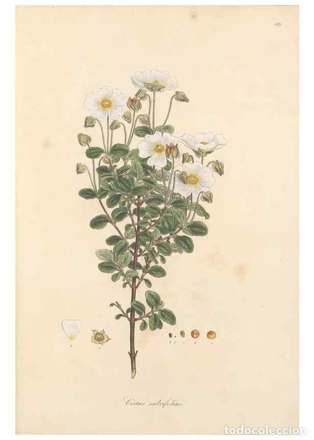 Colecionismo de Revistas e Jornais: Reproducci&oacute;n/Reproduction 49557088123: Flora Graeca, sive, Plantarum rariorum historia, quas in prov