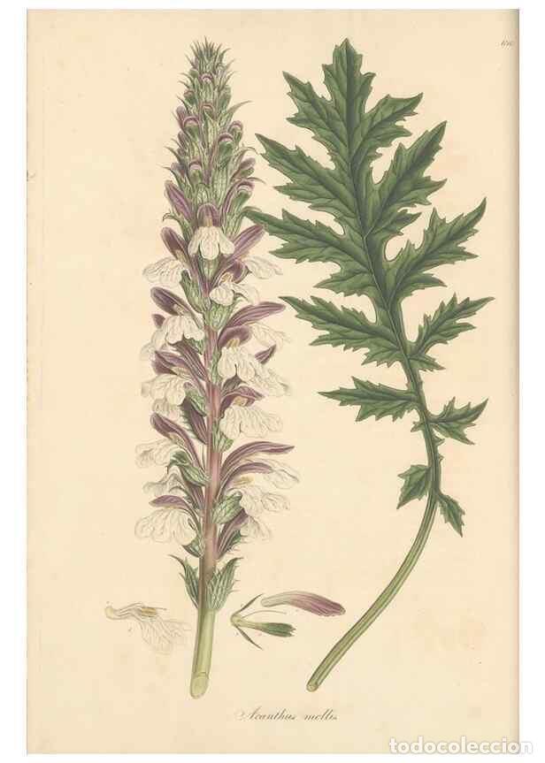 Colecionismo de Revistas e Jornais: Reproducci&oacute;n/Reproduction 49557740496: Flora Graeca, sive, Plantarum rariorum historia, quas in prov