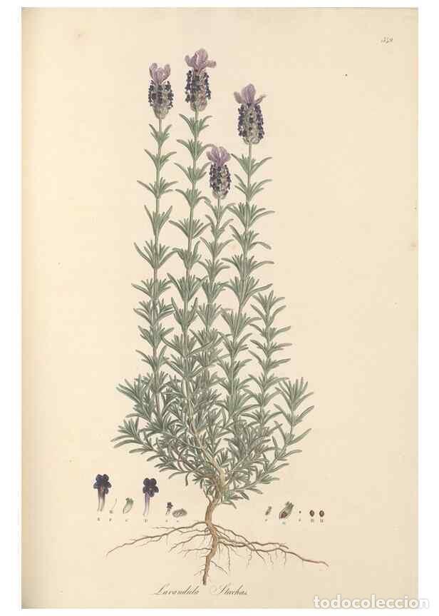 Colecionismo de Revistas e Jornais: Reproducci&oacute;n/Reproduction 49557667636: Flora Graeca, sive, Plantarum rariorum historia, quas in prov