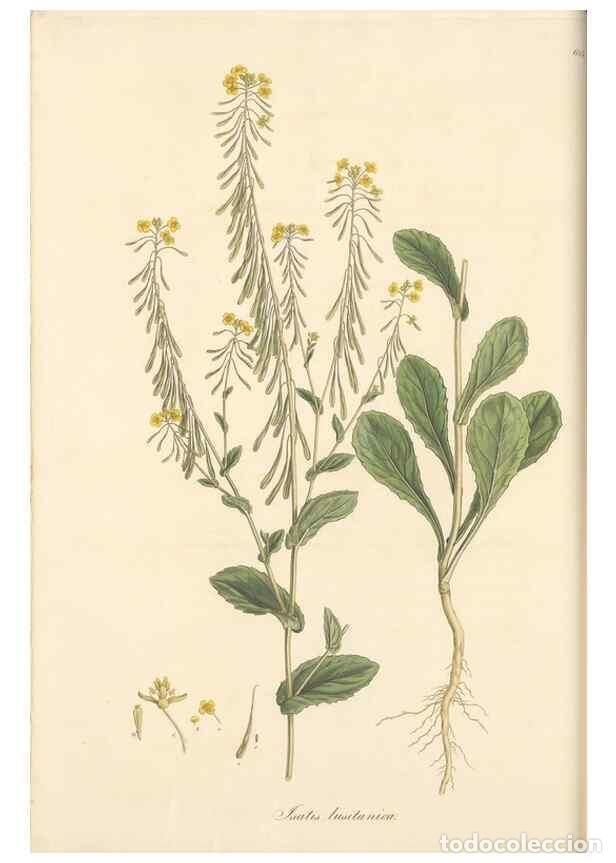 Colecionismo de Revistas e Jornais: Reproducci&oacute;n/Reproduction 49557976892: Flora Graeca, sive, Plantarum rariorum historia, quas in prov