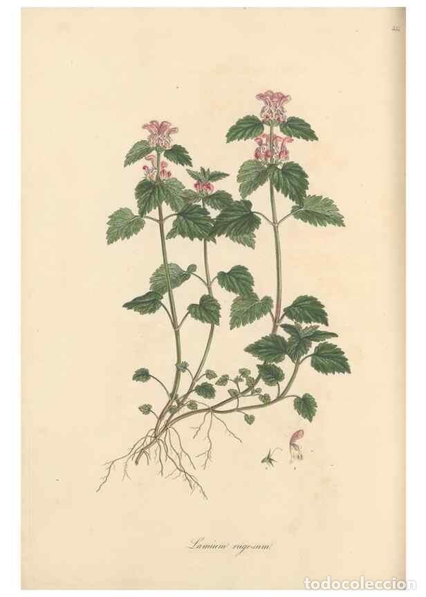 Colecionismo de Revistas e Jornais: Reproducci&oacute;n/Reproduction 49557669146: Flora Graeca, sive, Plantarum rariorum historia, quas in prov