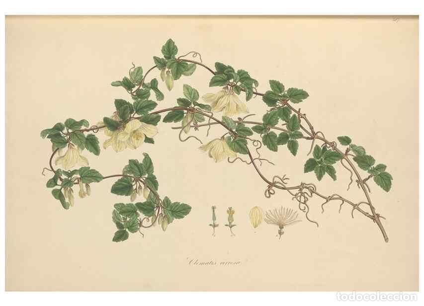 Colecionismo de Revistas e Jornais: Reproducci&oacute;n/Reproduction 49557159538: Flora Graeca, sive, Plantarum rariorum historia, quas in prov