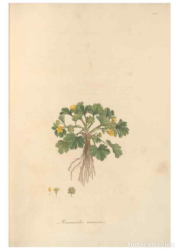 Colecionismo de Revistas e Jornais: Reproducci&oacute;n/Reproduction 49557893347: Flora Graeca, sive, Plantarum rariorum historia, quas in prov