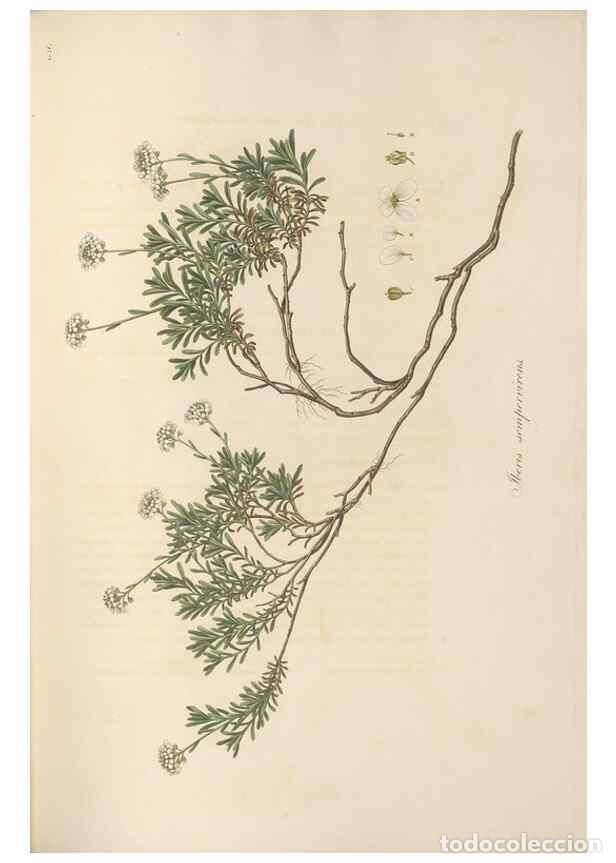 Colecionismo de Revistas e Jornais: Reproducci&oacute;n/Reproduction 49557247128: Flora Graeca, sive, Plantarum rariorum historia, quas in prov