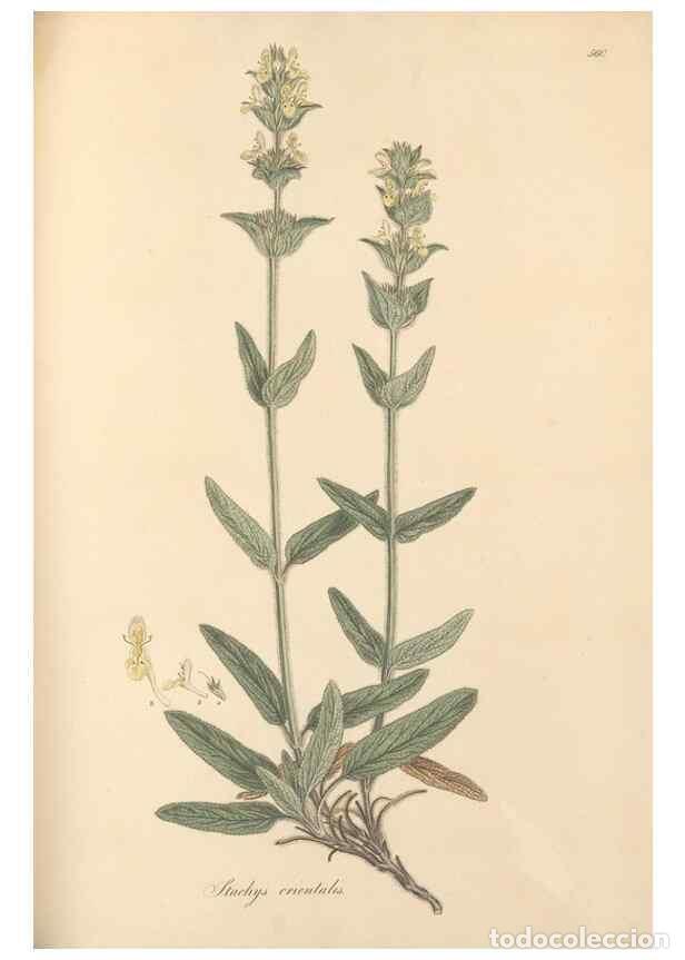 Colecionismo de Revistas e Jornais: Reproducci&oacute;n/Reproduction 49557670581: Flora Graeca, sive, Plantarum rariorum historia, quas in prov