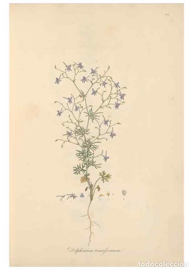 Colecionismo de Revistas e Jornais: Reproducci&oacute;n/Reproduction 49557888177: Flora Graeca, sive, Plantarum rariorum historia, quas in prov