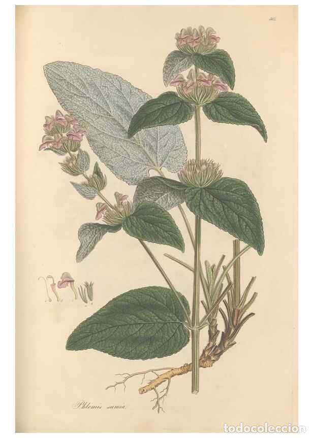 Colecionismo de Revistas e Jornais: Reproducci&oacute;n/Reproduction 49557174683: Flora Graeca, sive, Plantarum rariorum historia, quas in prov