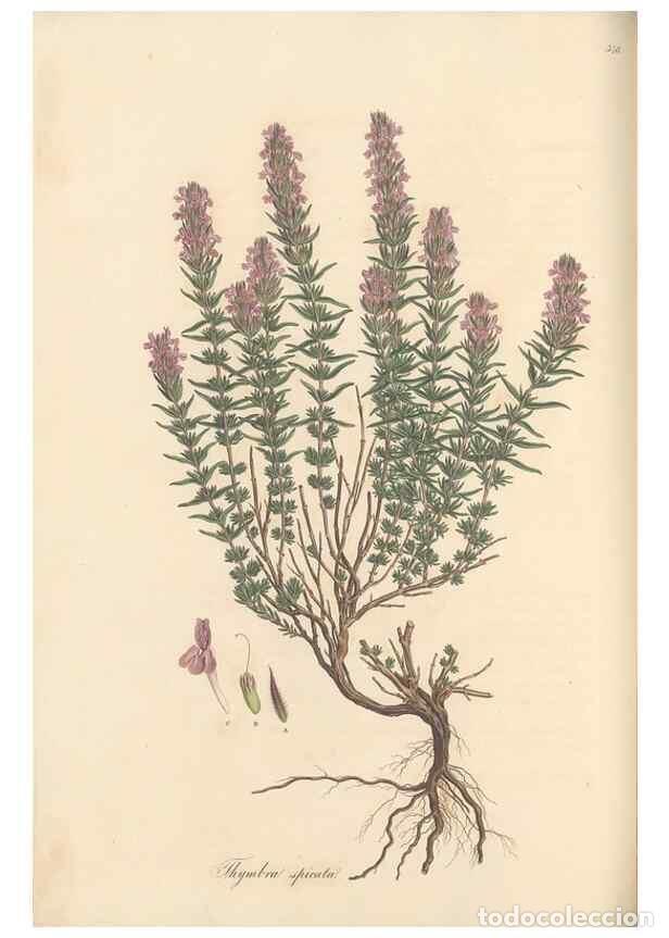 Colecionismo de Revistas e Jornais: Reproducci&oacute;n/Reproduction 49557169053: Flora Graeca, sive, Plantarum rariorum historia, quas in prov