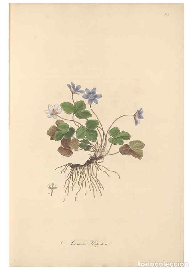 Colecionismo de Revistas e Jornais: Reproducci&oacute;n/Reproduction 49557890507: Flora Graeca, sive, Plantarum rariorum historia, quas in prov