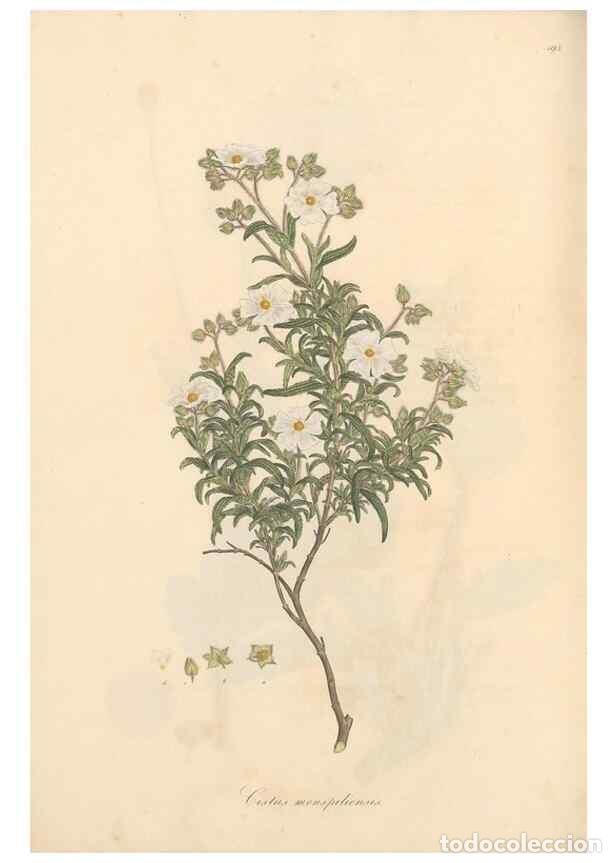 Colecionismo de Revistas e Jornais: Reproducci&oacute;n/Reproduction 49557086688: Flora Graeca, sive, Plantarum rariorum historia, quas in prov