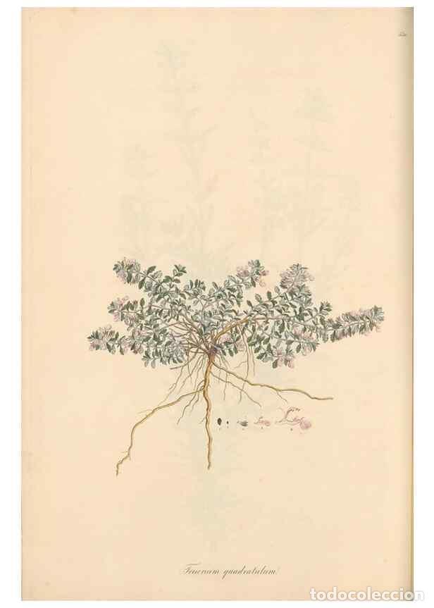 Colecionismo de Revistas e Jornais: Reproducci&oacute;n/Reproduction 49557661411: Flora Graeca, sive, Plantarum rariorum historia, quas in prov