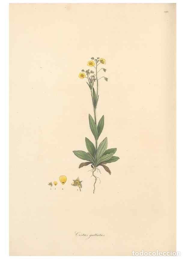 Colecionismo de Revistas e Jornais: Reproducci&oacute;n/Reproduction 49557088458: Flora Graeca, sive, Plantarum rariorum historia, quas in prov