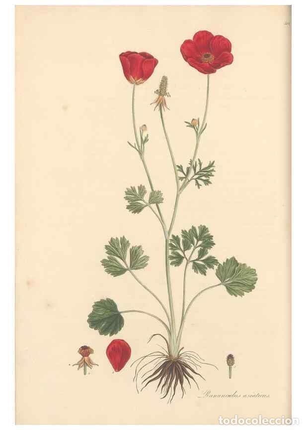 Colecionismo de Revistas e Jornais: Reproducci&oacute;n/Reproduction 49557657531: Flora Graeca, sive, Plantarum rariorum historia, quas in prov