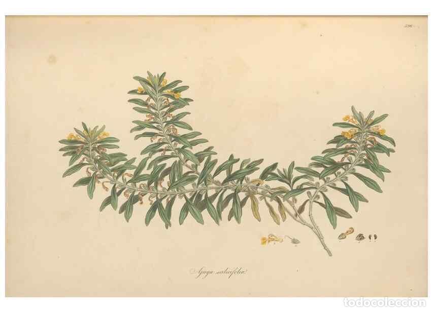 Colecionismo de Revistas e Jornais: Reproducci&oacute;n/Reproduction 49557660156: Flora Graeca, sive, Plantarum rariorum historia, quas in prov