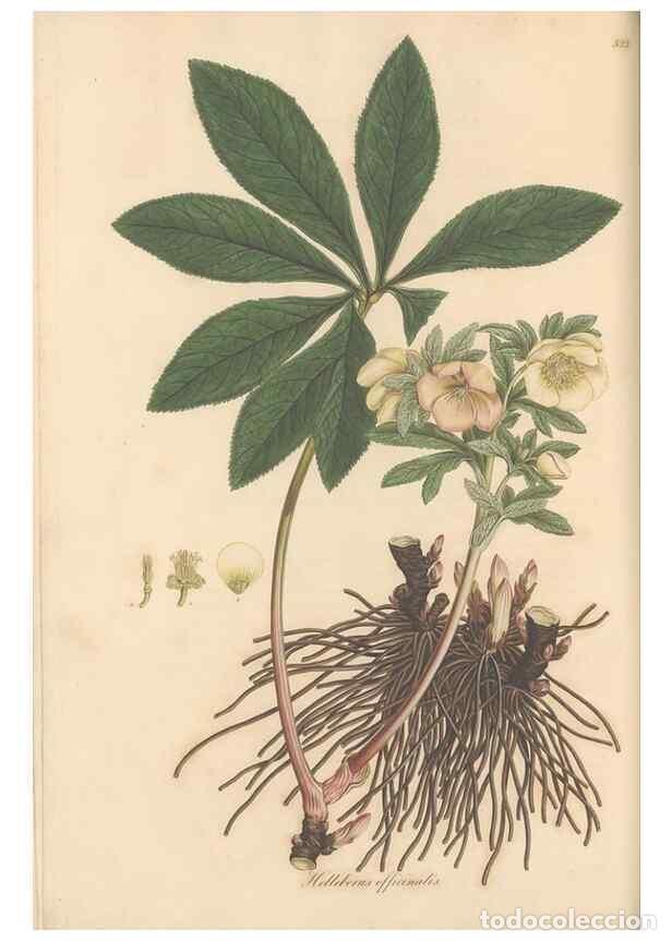 Colecionismo de Revistas e Jornais: Reproducci&oacute;n/Reproduction 49557161398: Flora Graeca, sive, Plantarum rariorum historia, quas in prov