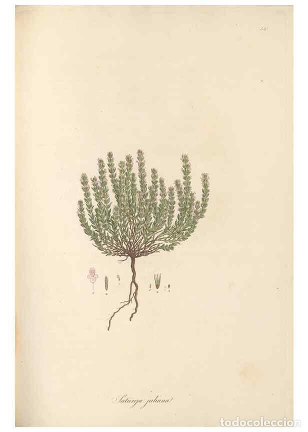 Colecionismo de Revistas e Jornais: Reproducci&oacute;n/Reproduction 49557899197: Flora Graeca, sive, Plantarum rariorum historia, quas in prov