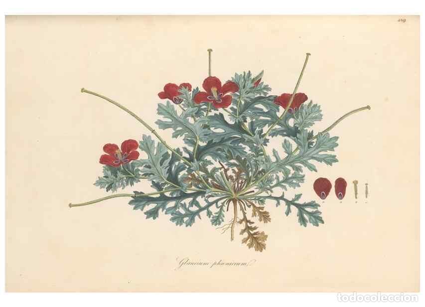 Colecionismo de Revistas e Jornais: Reproducci&oacute;n/Reproduction 49557085208: Flora Graeca, sive, Plantarum rariorum historia, quas in prov