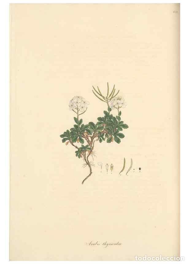 Colecionismo de Revistas e Jornais: Reproducci&oacute;n/Reproduction 49557750176: Flora Graeca, sive, Plantarum rariorum historia, quas in prov