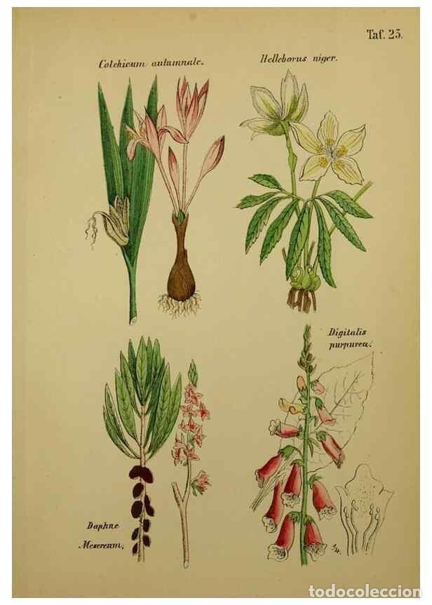 Colecionismo de Revistas e Jornais: Reproducci&oacute;n/Reproduction 49578950731: Anleitung zu Anbau, Ernte und Verwendung der Arzneipflanzen..