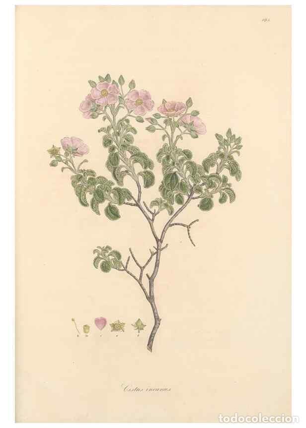 Colecionismo de Revistas e Jornais: Reproducci&oacute;n/Reproduction 49557584346: Flora Graeca, sive, Plantarum rariorum historia, quas in prov