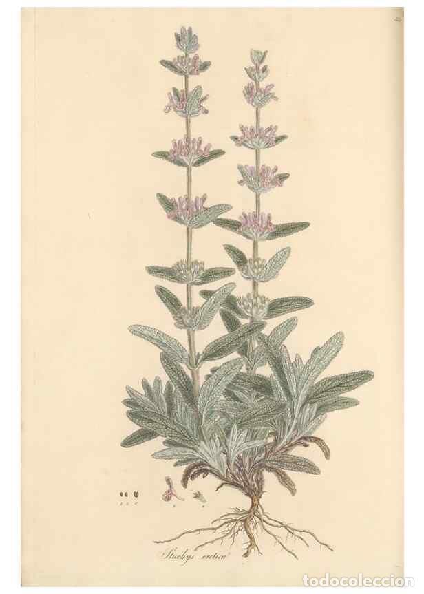 Colecionismo de Revistas e Jornais: Reproducci&oacute;n/Reproduction 49557904322: Flora Graeca, sive, Plantarum rariorum historia, quas in prov