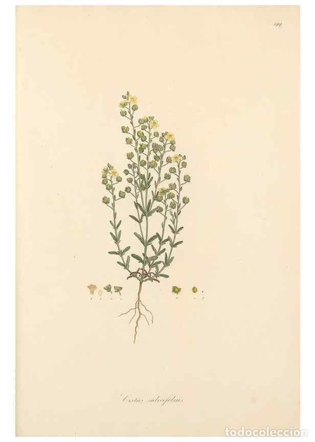 Colecionismo de Revistas e Jornais: Reproducci&oacute;n/Reproduction 49557820902: Flora Graeca, sive, Plantarum rariorum historia, quas in prov