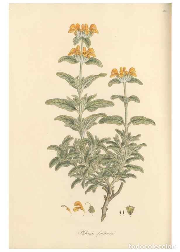 Colecionismo de Revistas e Jornais: Reproducci&oacute;n/Reproduction 49557174343: Flora Graeca, sive, Plantarum rariorum historia, quas in prov