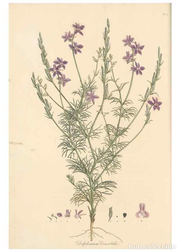 Colecionismo de Revistas e Jornais: Reproducci&oacute;n/Reproduction 49557653581: Flora Graeca, sive, Plantarum rariorum historia, quas in prov