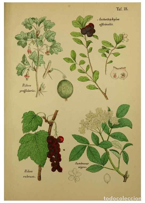 Colecionismo de Revistas e Jornais: Reproducci&oacute;n/Reproduction 49578949986: Anleitung zu Anbau, Ernte und Verwendung der Arzneipflanzen..