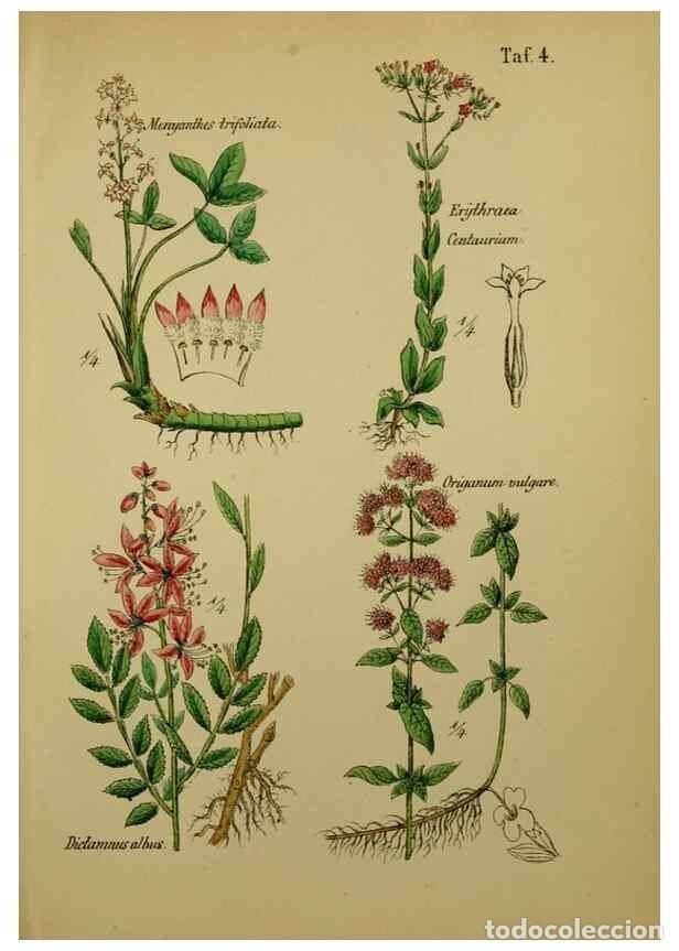 Colecionismo de Revistas e Jornais: Reproducci&oacute;n/Reproduction 49579173472: Anleitung zu Anbau, Ernte und Verwendung der Arzneipflanzen..