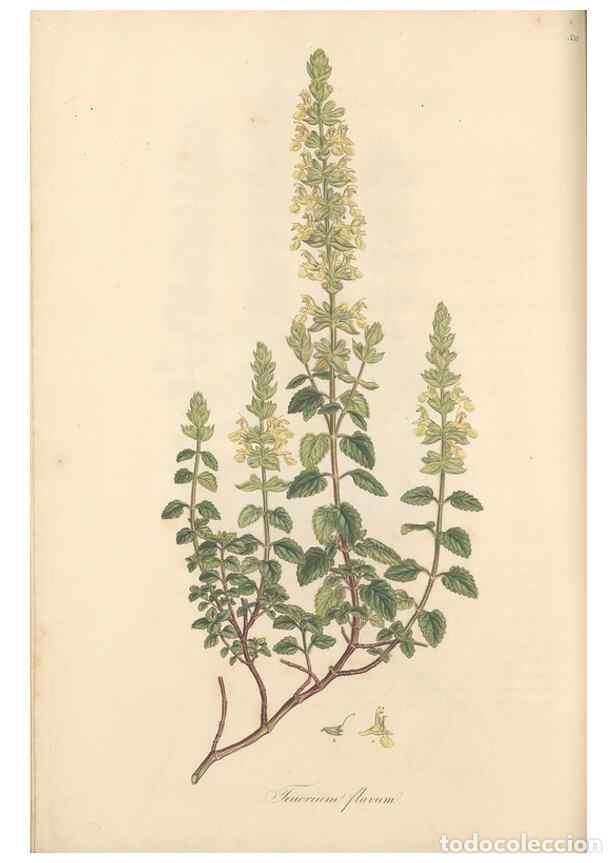 Colecionismo de Revistas e Jornais: Reproducci&oacute;n/Reproduction 49557662356: Flora Graeca, sive, Plantarum rariorum historia, quas in prov