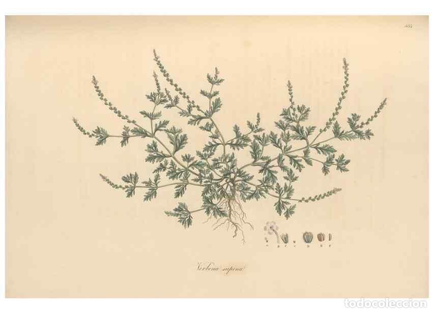 Colecionismo de Revistas e Jornais: Reproducci&oacute;n/Reproduction 49557903172: Flora Graeca, sive, Plantarum rariorum historia, quas in prov