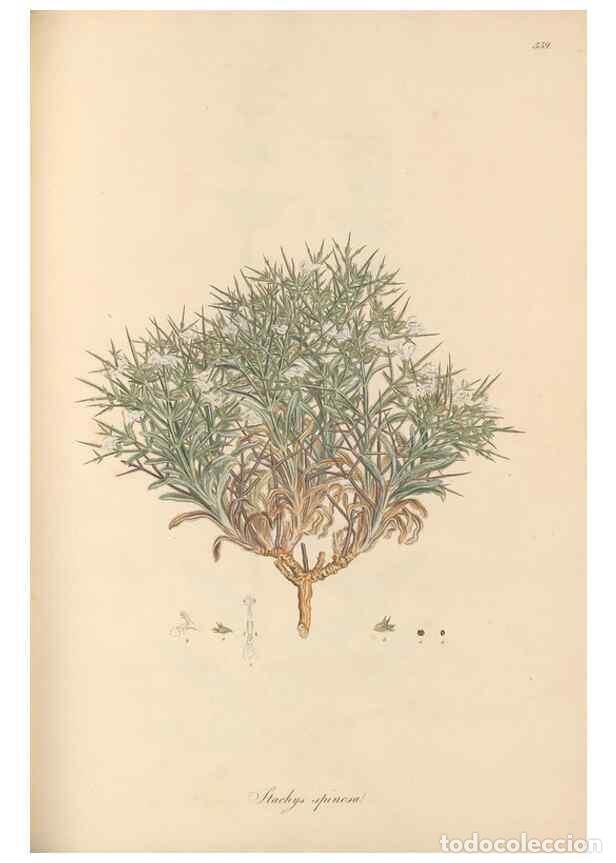 Colecionismo de Revistas e Jornais: Reproducci&oacute;n/Reproduction 49557904687: Flora Graeca, sive, Plantarum rariorum historia, quas in prov