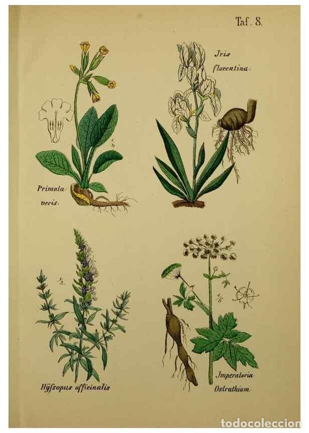 Colecionismo de Revistas e Jornais: Reproducci&oacute;n/Reproduction 49578443348: Anleitung zu Anbau, Ernte und Verwendung der Arzneipflanzen..