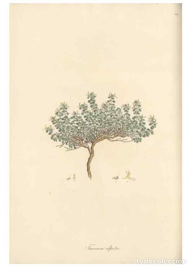 Colecionismo de Revistas e Jornais: Reproducci&oacute;n/Reproduction 49557898467: Flora Graeca, sive, Plantarum rariorum historia, quas in prov