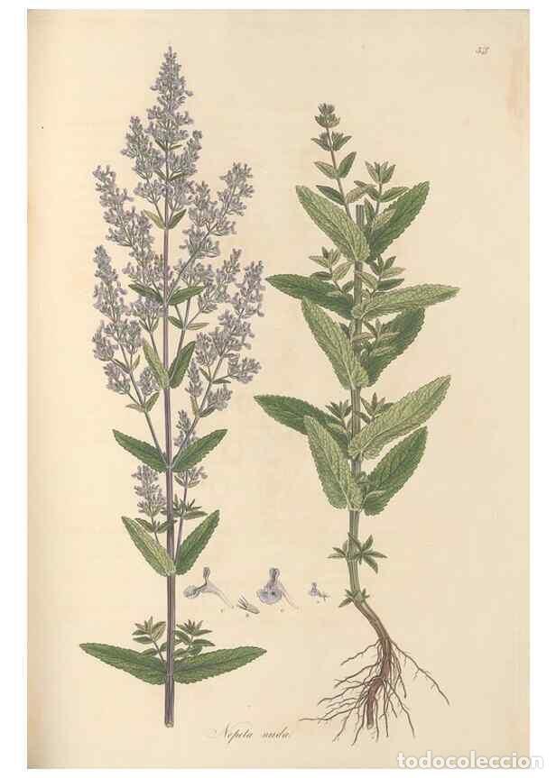 Colecionismo de Revistas e Jornais: Reproducci&oacute;n/Reproduction 49557169363: Flora Graeca, sive, Plantarum rariorum historia, quas in prov