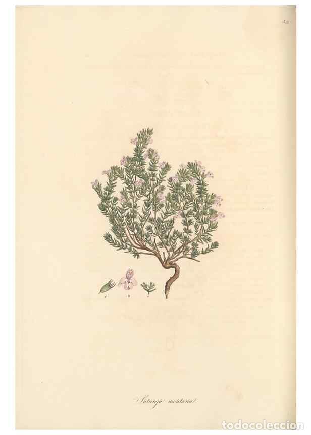 Colecionismo de Revistas e Jornais: Reproducci&oacute;n/Reproduction 49557900107: Flora Graeca, sive, Plantarum rariorum historia, quas in prov