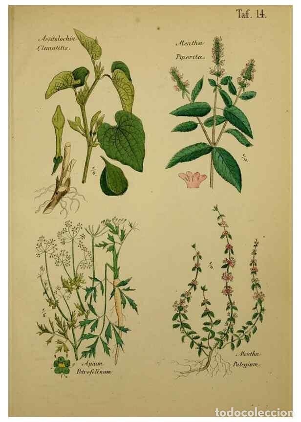 Colecionismo de Revistas e Jornais: Reproducci&oacute;n/Reproduction 49578949196: Anleitung zu Anbau, Ernte und Verwendung der Arzneipflanzen..