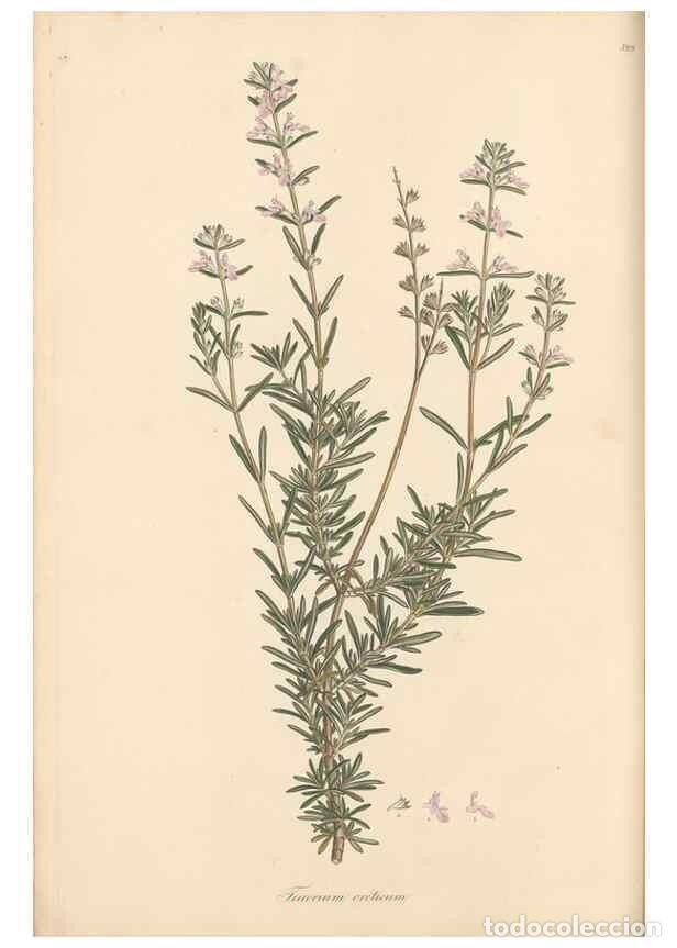 Colecionismo de Revistas e Jornais: Reproducci&oacute;n/Reproduction 49557163393: Flora Graeca, sive, Plantarum rariorum historia, quas in prov