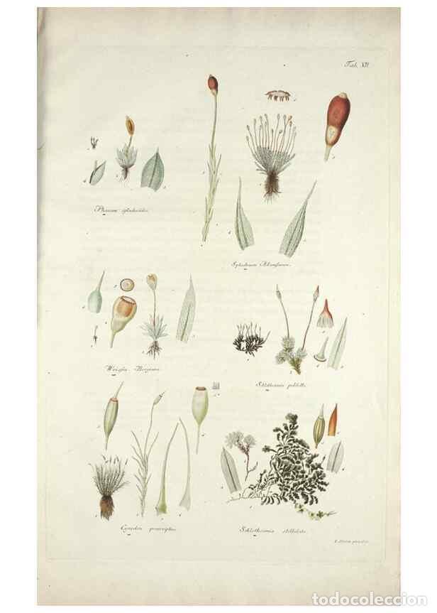 Colecionismo de Revistas e Jornais: Reproducci&oacute;n/Reproduction 49578474708: Horae physicae Berolinenses :. Bonnae :Adolphi Marcus,1820..