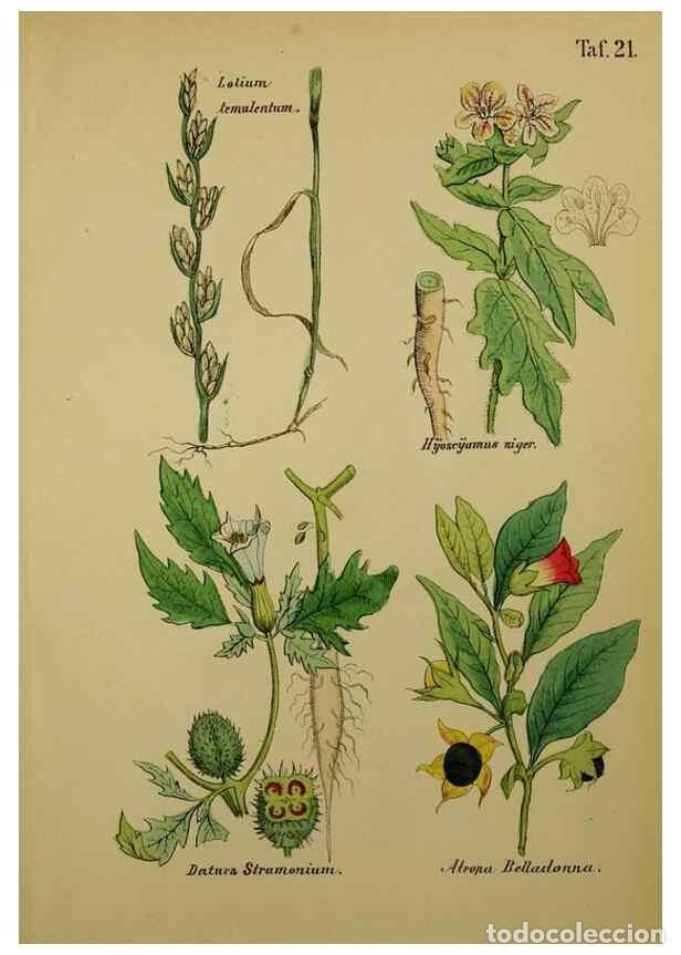 Colecionismo de Revistas e Jornais: Reproducci&oacute;n/Reproduction 49578950456: Anleitung zu Anbau, Ernte und Verwendung der Arzneipflanzen..