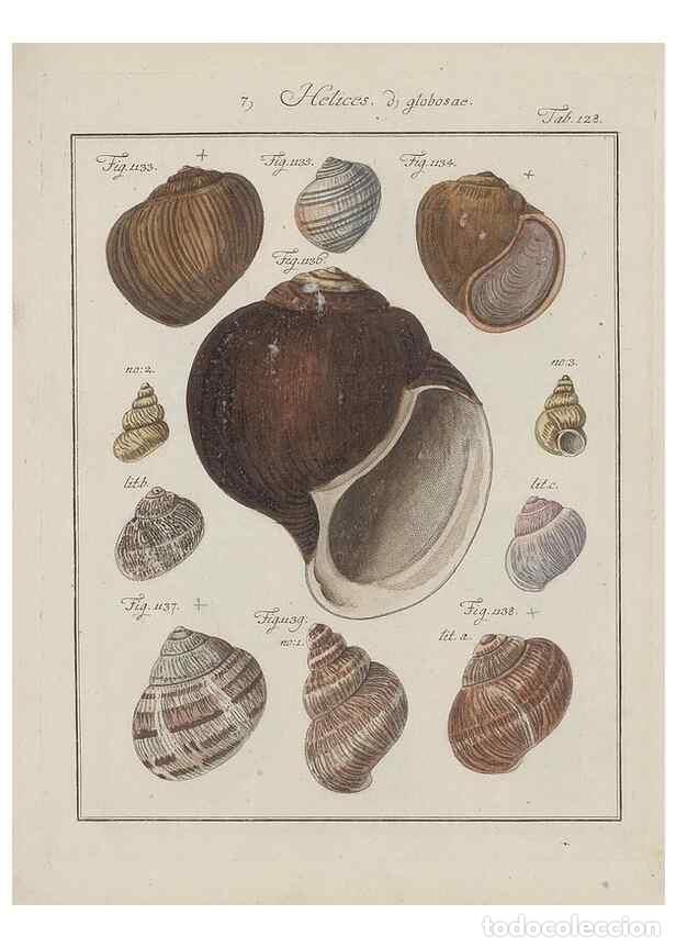 Colecionismo de Revistas e Jornais: Reproducci&oacute;n/Reproduction 49579292147: Abhandlung von den Land = und Flu&szlig;schnecken, oder von solchen