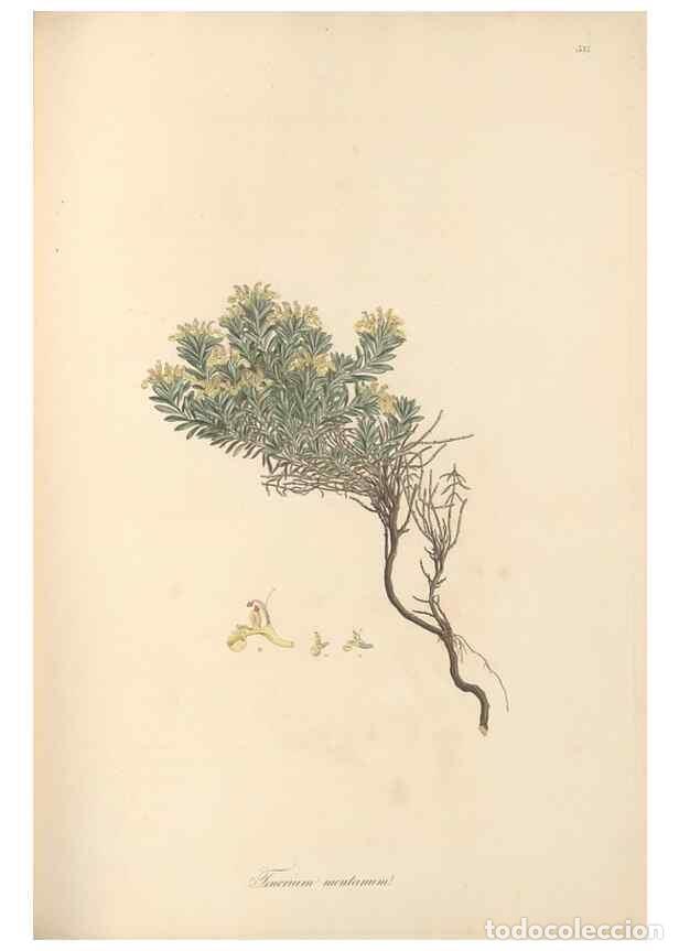 Colecionismo de Revistas e Jornais: Reproducci&oacute;n/Reproduction 49557165033: Flora Graeca, sive, Plantarum rariorum historia, quas in prov