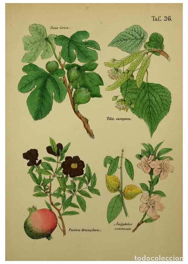 Colecionismo de Revistas e Jornais: Reproducci&oacute;n/Reproduction 49578446578: Anleitung zu Anbau, Ernte und Verwendung der Arzneipflanzen..