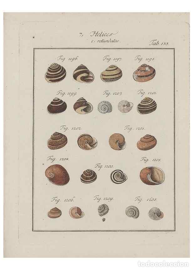 Colecionismo de Revistas e Jornais: Reproducci&oacute;n/Reproduction 49579067176: Abhandlung von den Land = und Flu&szlig;schnecken, oder von solchen