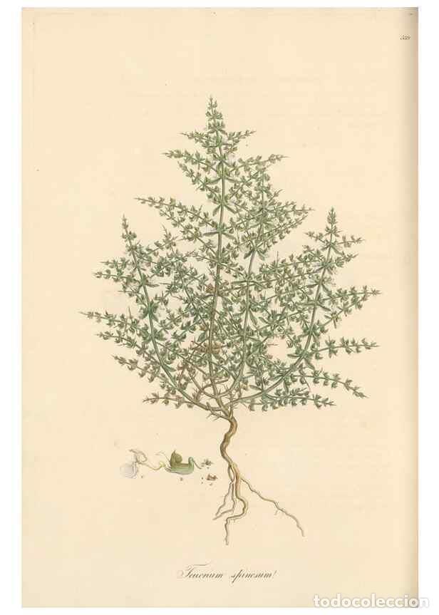 Colecionismo de Revistas e Jornais: Reproducci&oacute;n/Reproduction 49557898722: Flora Graeca, sive, Plantarum rariorum historia, quas in prov