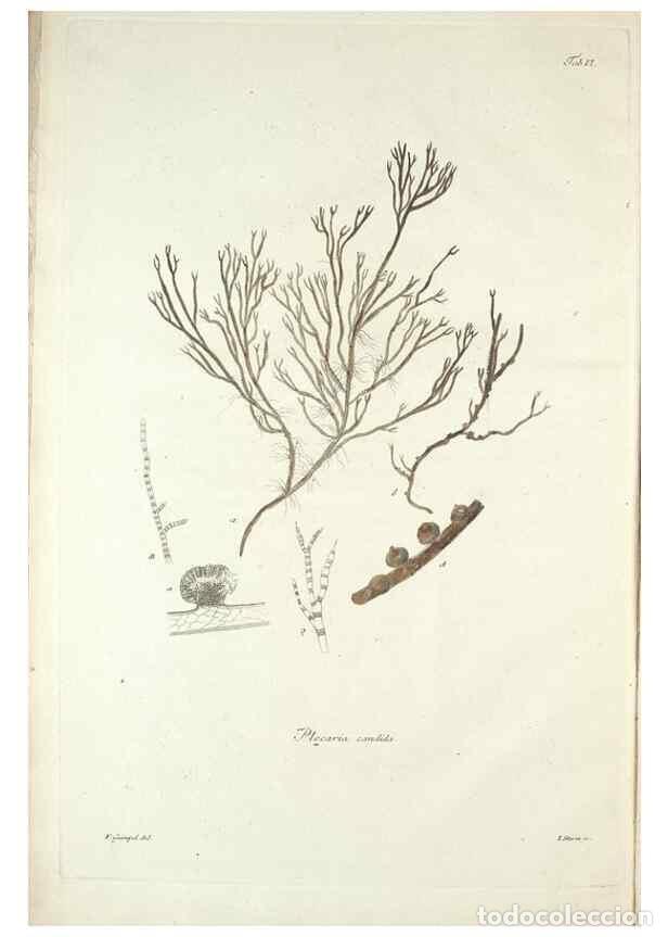 Colecionismo de Revistas e Jornais: Reproducci&oacute;n/Reproduction 49579204977: Horae physicae Berolinenses :. Bonnae :Adolphi Marcus,1820..