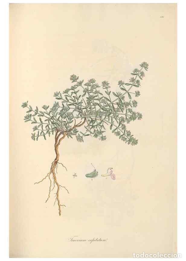 Colecionismo de Revistas e Jornais: Reproducci&oacute;n/Reproduction 49557165643: Flora Graeca, sive, Plantarum rariorum historia, quas in prov