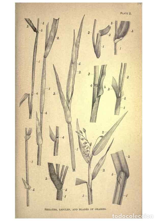 Colecionismo de Revistas e Jornais: Reproducci&oacute;n/Reproduction 49578668703: The agricultural grasses and forage plants of the United Stat