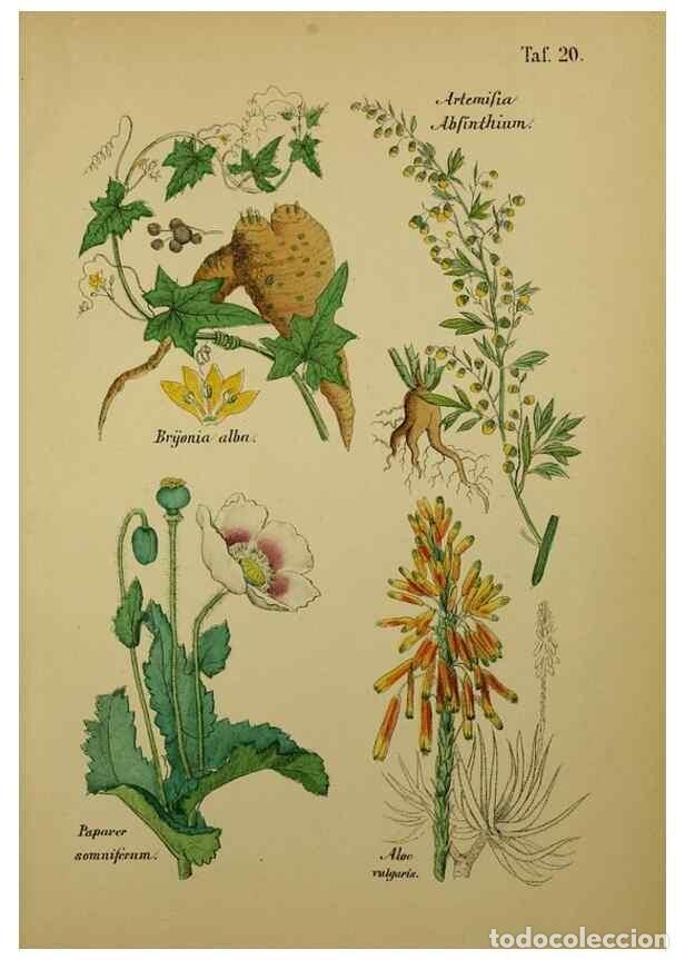 Colecionismo de Revistas e Jornais: Reproducci&oacute;n/Reproduction 49579176487: Anleitung zu Anbau, Ernte und Verwendung der Arzneipflanzen..